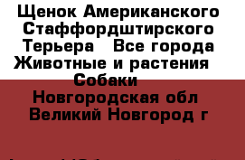 Щенок Американского Стаффордштирского Терьера - Все города Животные и растения » Собаки   . Новгородская обл.,Великий Новгород г.